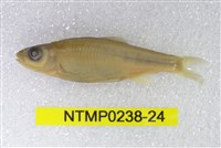 藏品(平頜鱲)的圖片